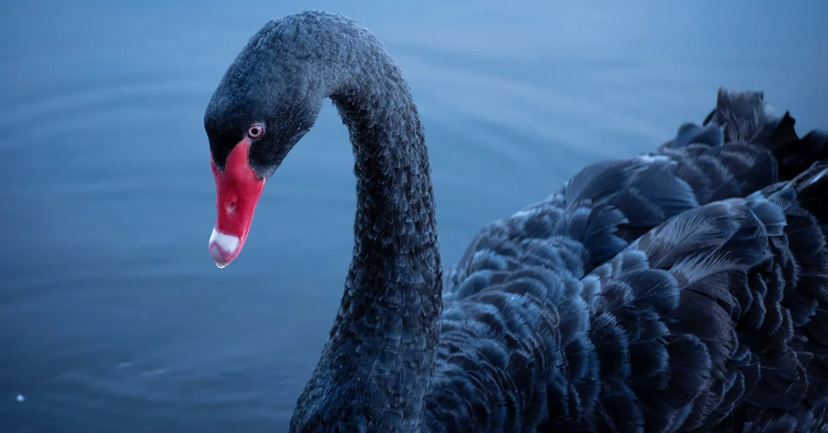 Black swan in water