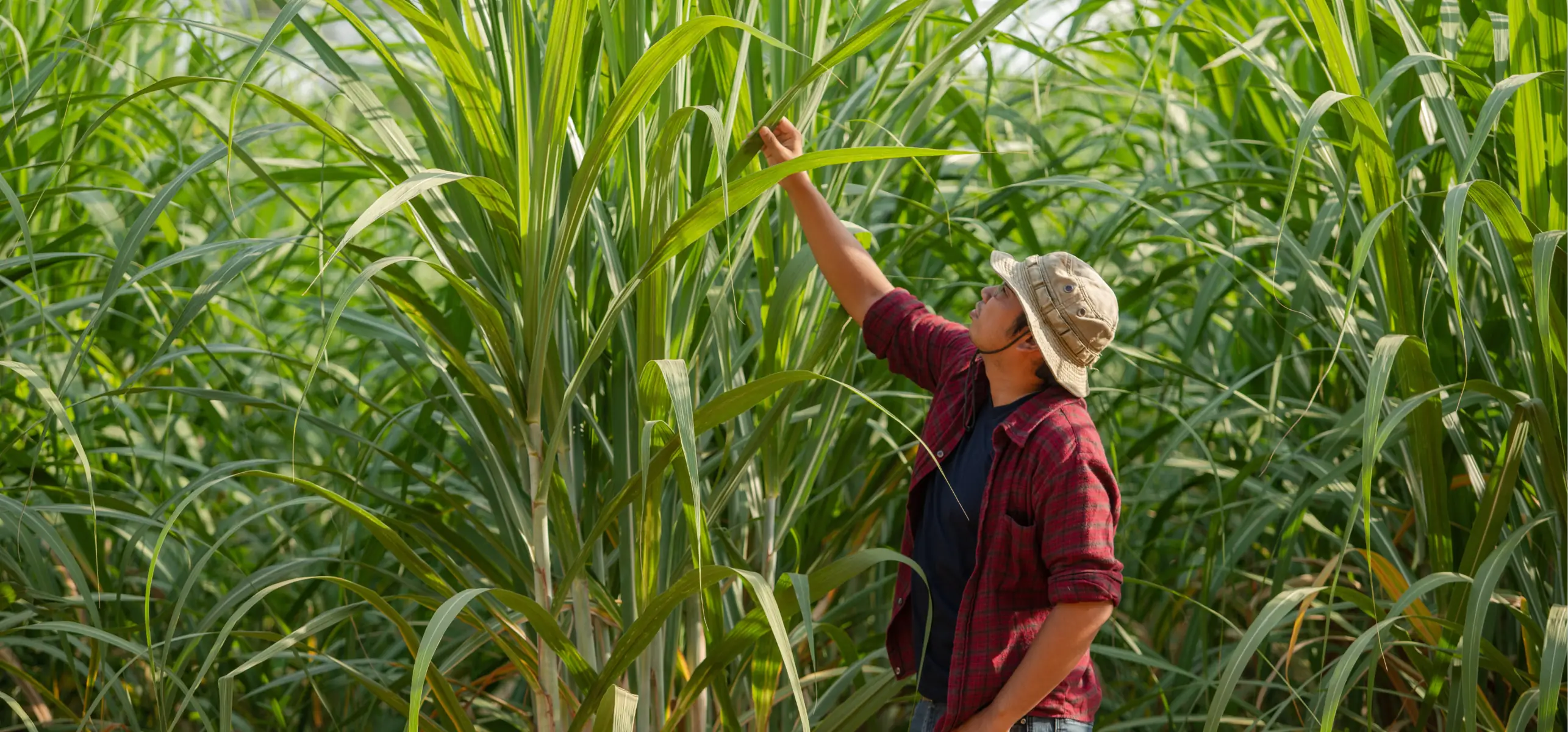 Sugarcane grower checking sugarcane leaf in the plantation