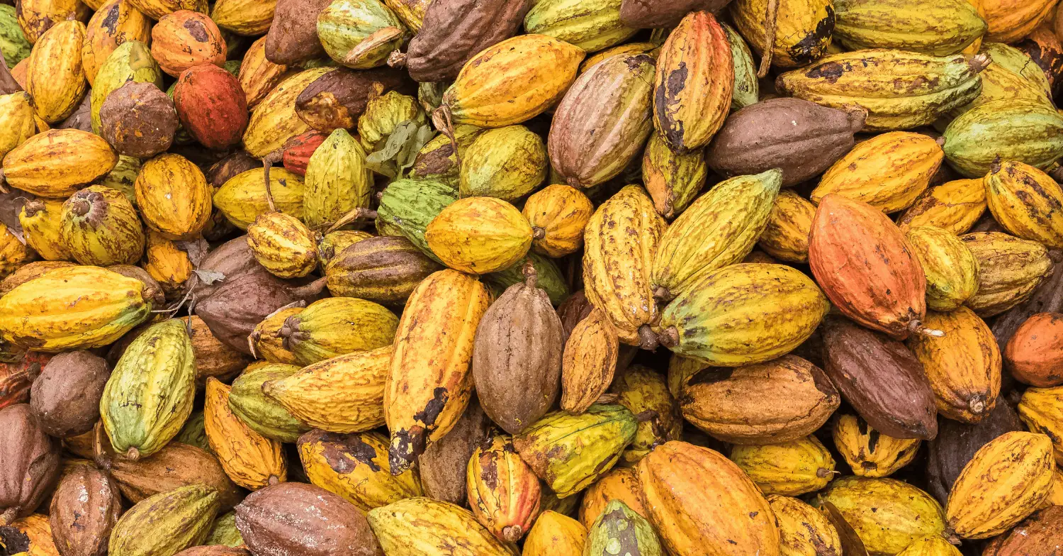 Cocoa market analysis week 28 2025