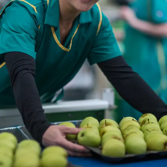 Dried Fruits Supply Chain