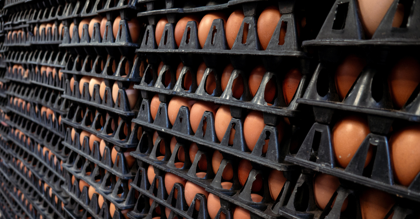 Egg market analysis week 22 2025