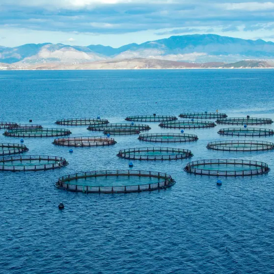 Fish Aquaculture