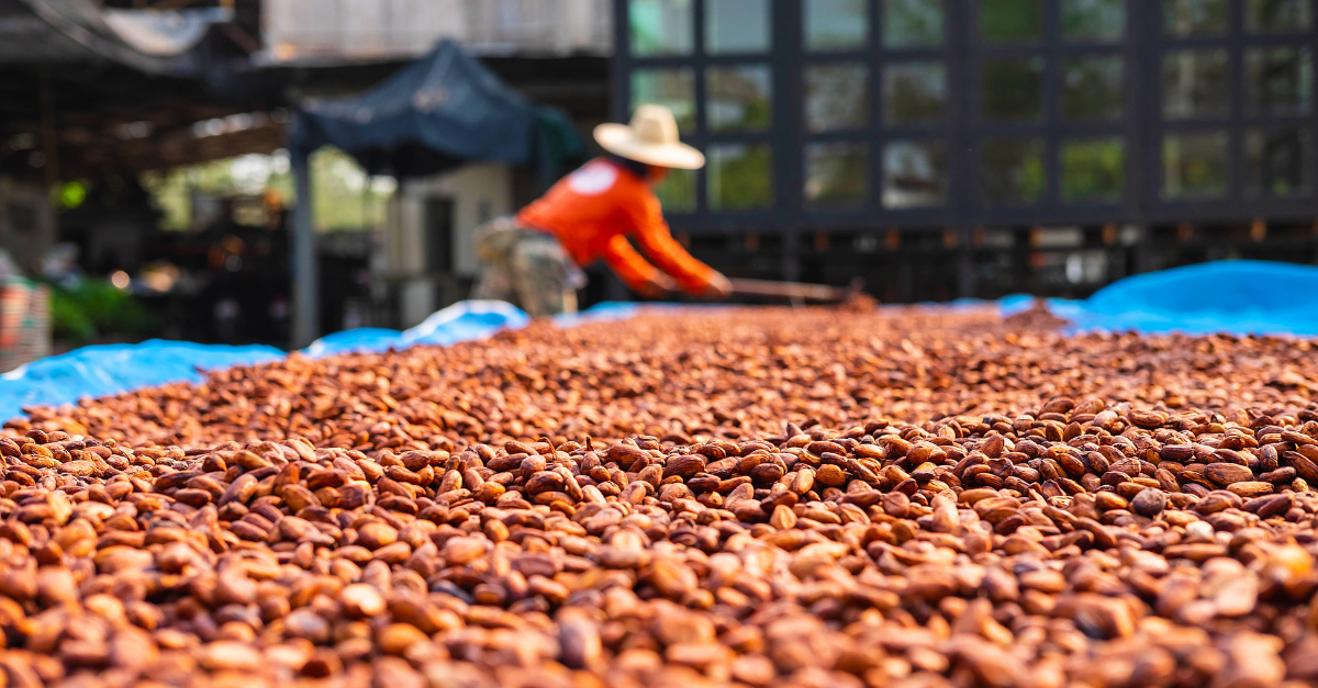 Inside the Cocoa market preventing a drop in demand amidst volatility