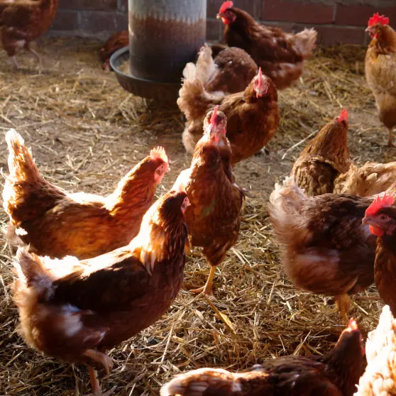 Poultry Processors Image