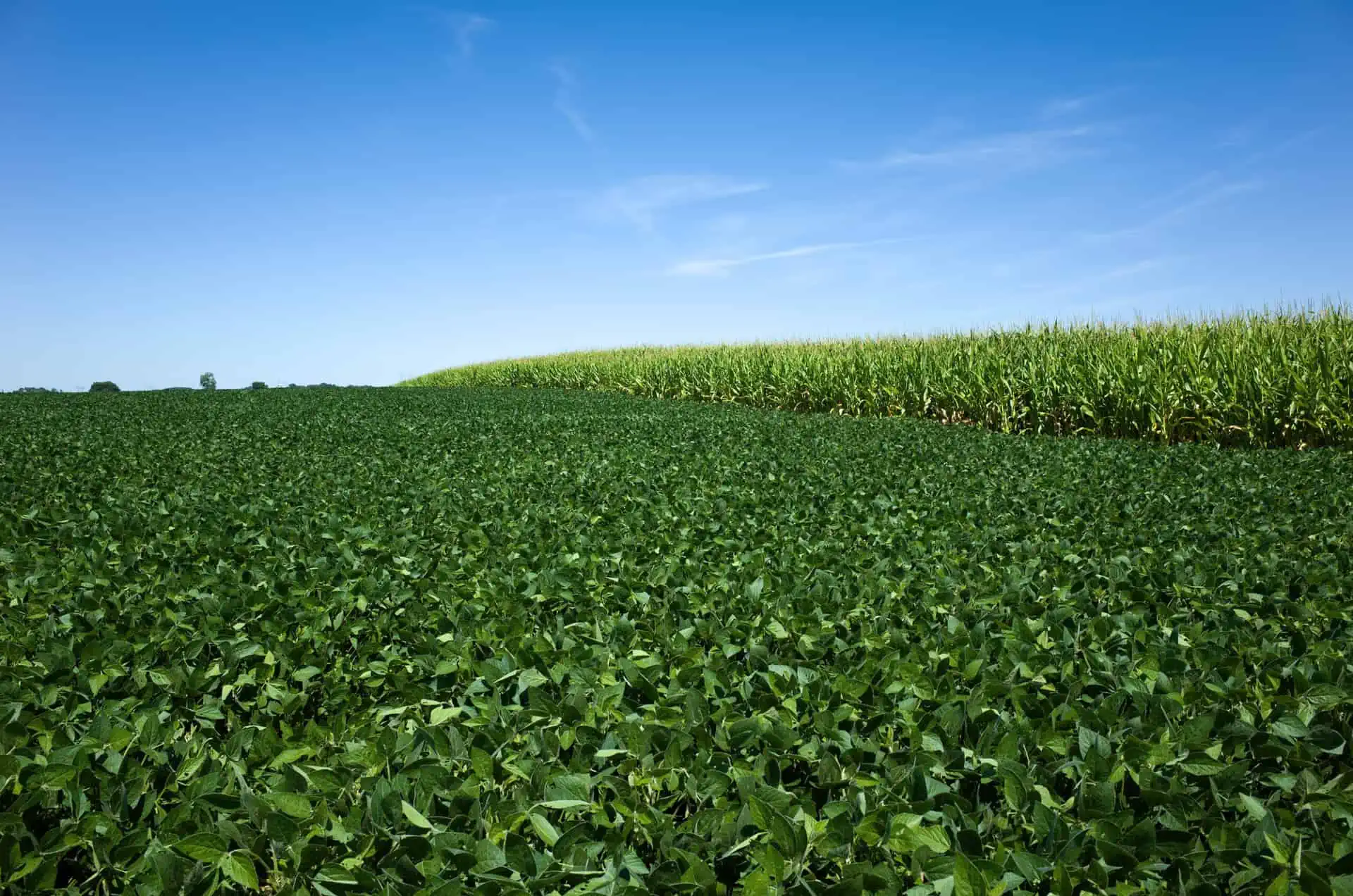 Field of soybeans and corn. Soybeans rank second, after corn, among the most-planted field crops in the U.S. Soybeans are used to create a variety of products, the most basic of which are soybean oil,