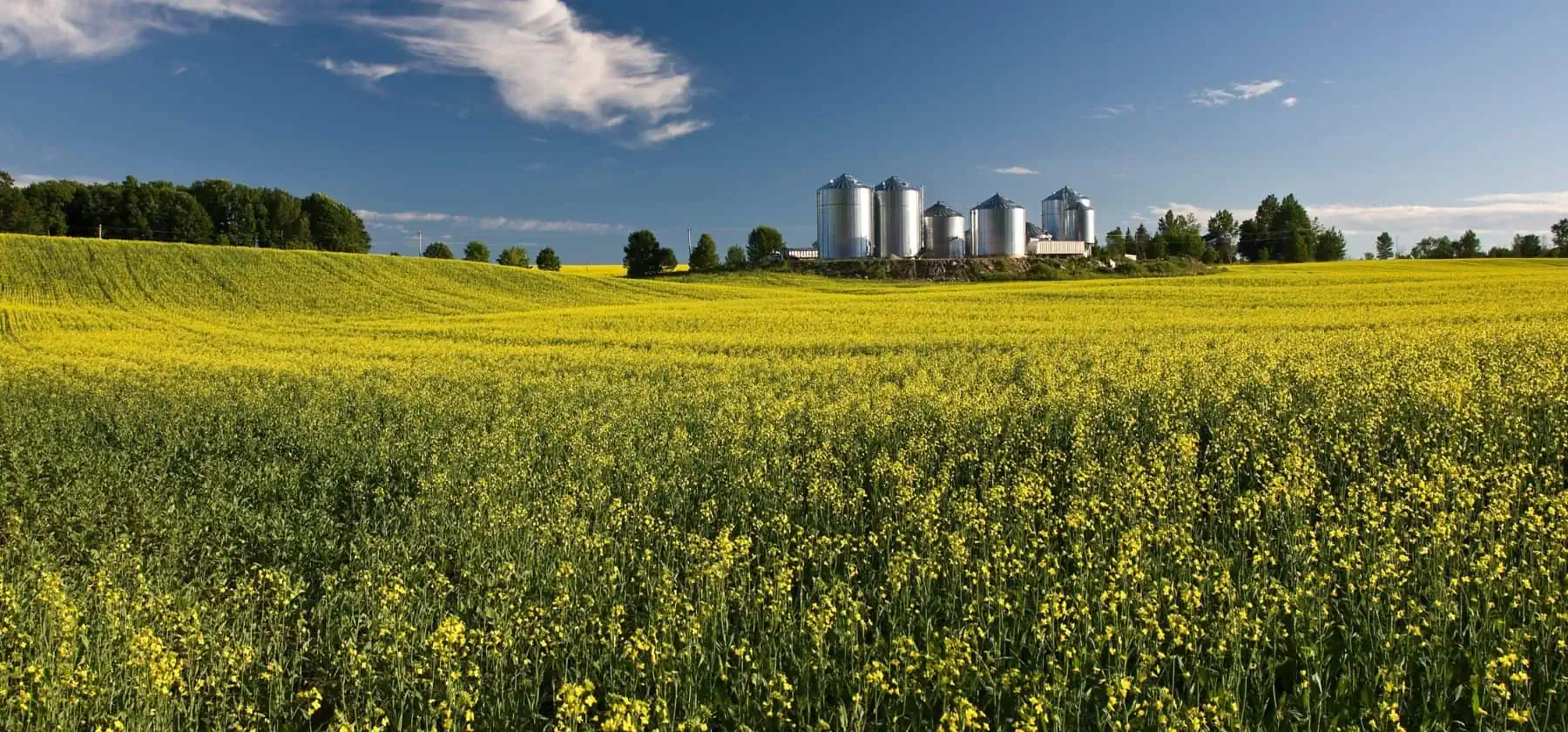 Strengthening EU Biodiesel Prices Insights From The Latest Report