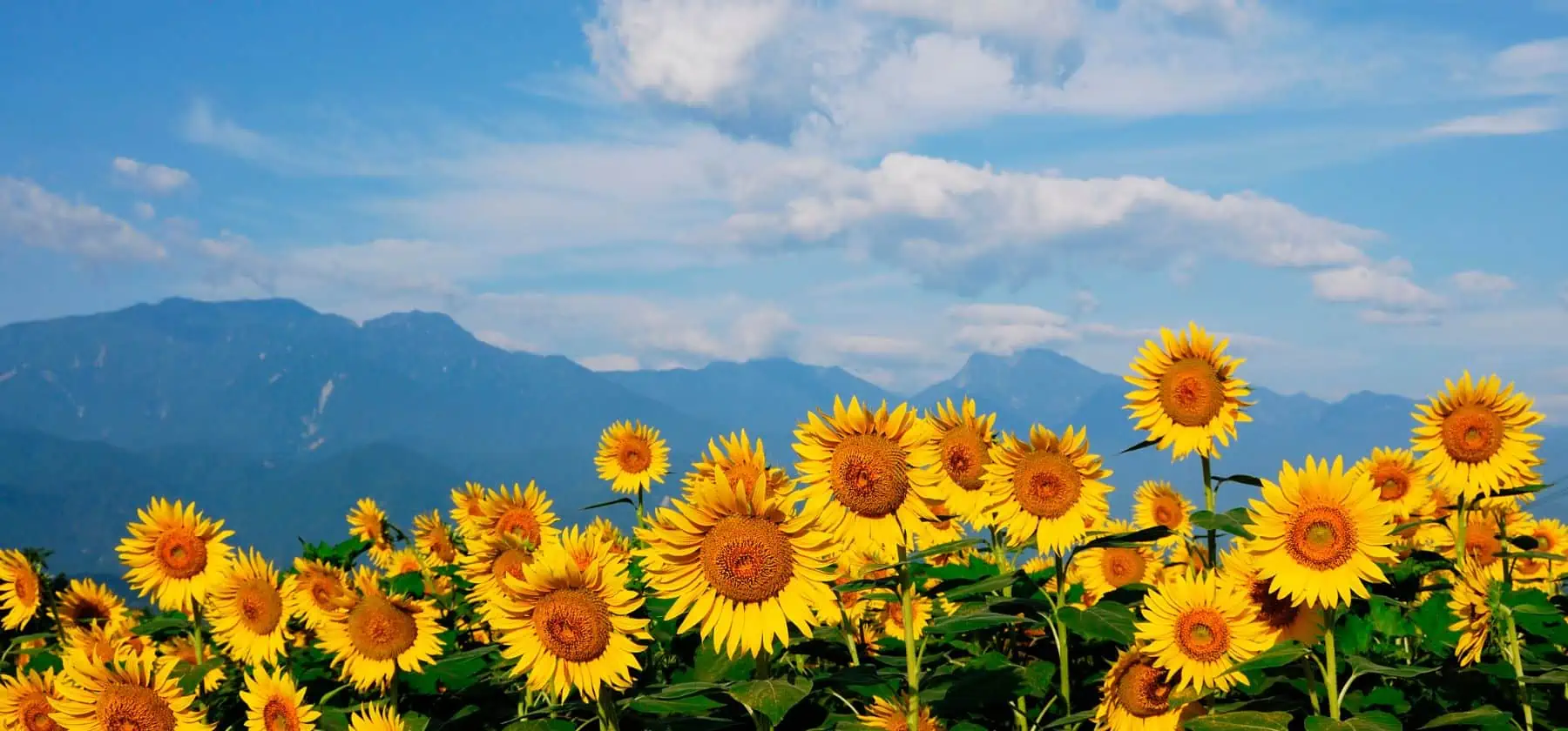 Sunflower Oil Prices Rise