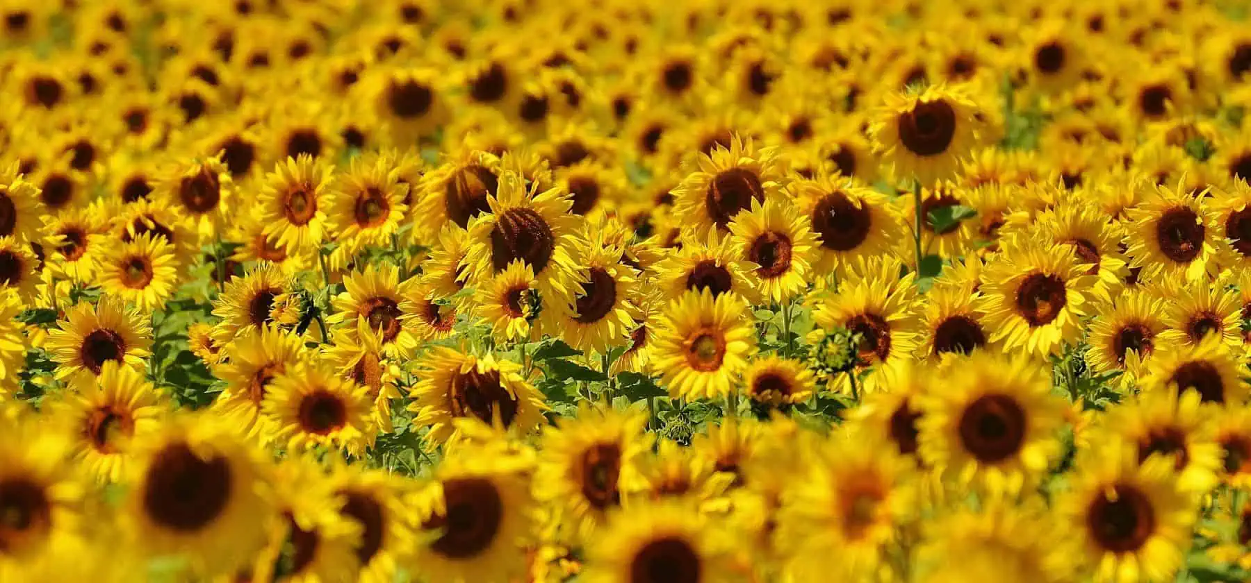 Sunflower Seed Stocks