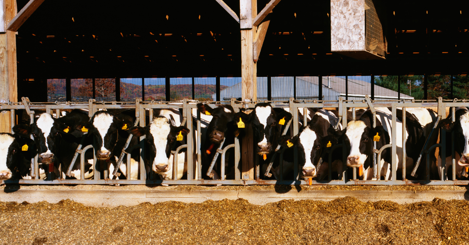 US weekly dairy market analysis week 25 2025