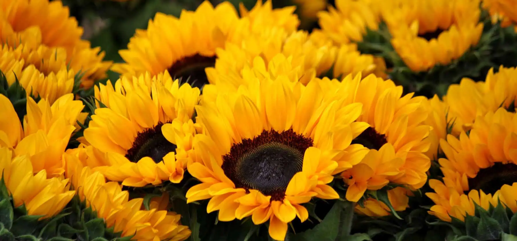 Explore the latest trends in sunflower oil prices
