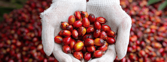 Vegetable oils products