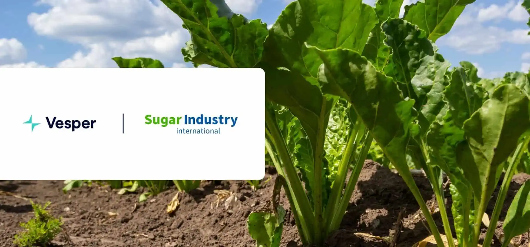global sugar news: Vesper broadens its global sugar news coverage through a recent partnership with Sugar Industry International