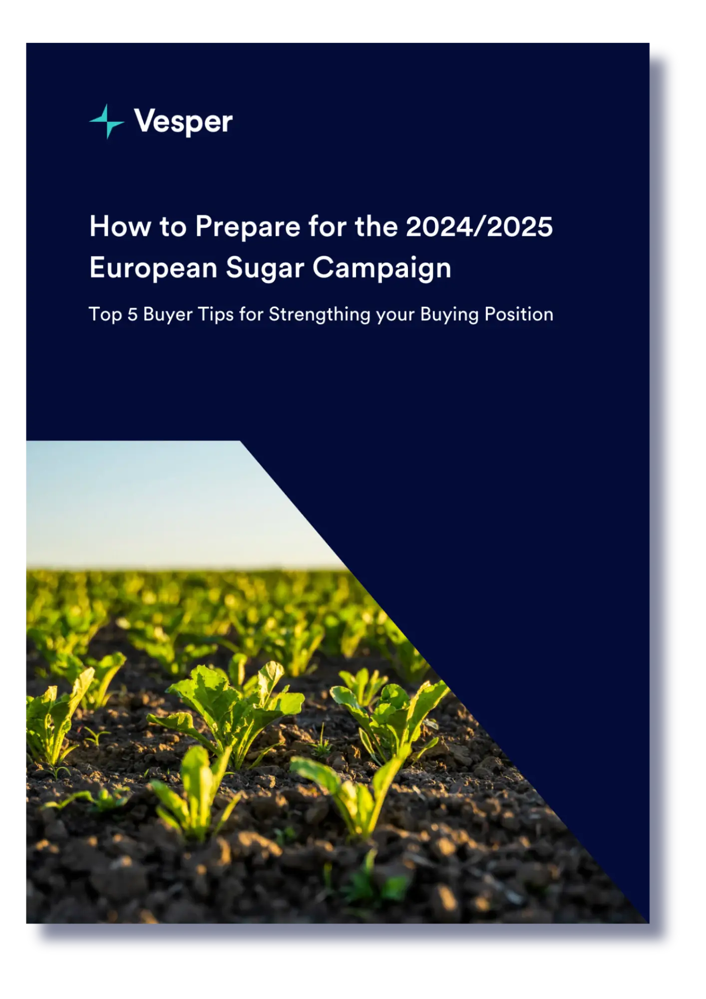 sugar campaign season 2024/2025