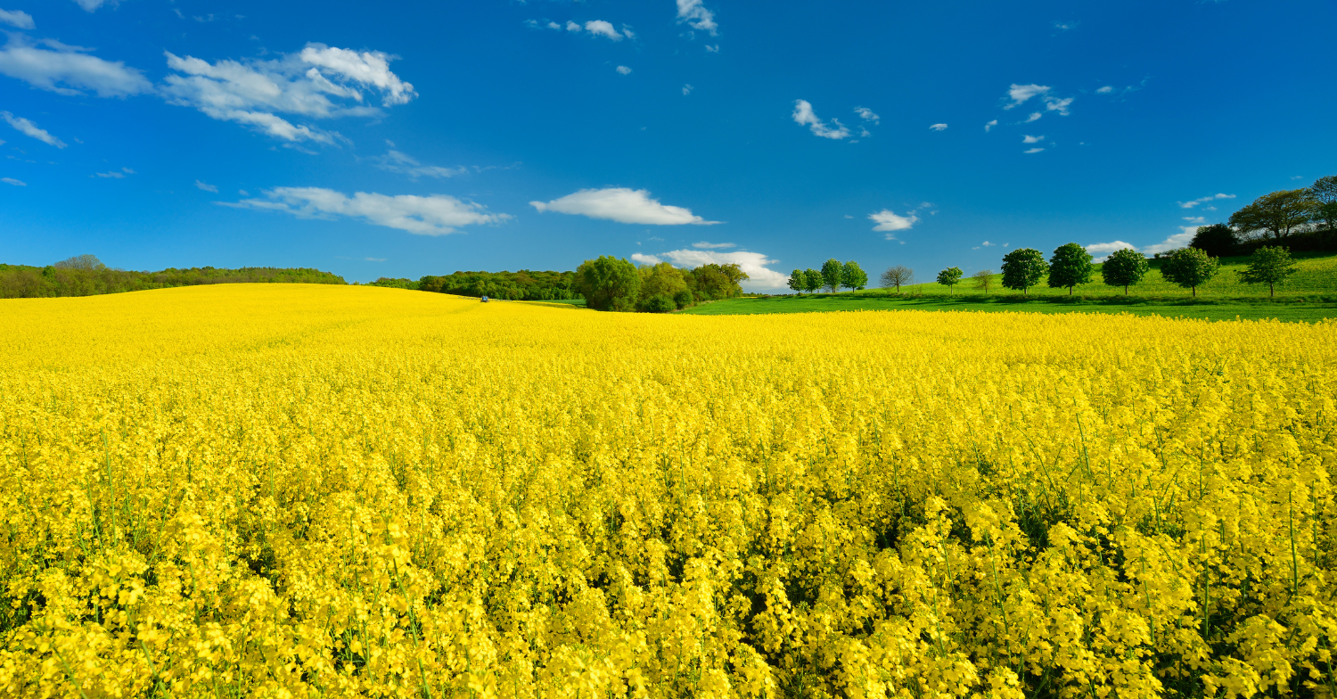 biodiesel market analysis week 23 2025