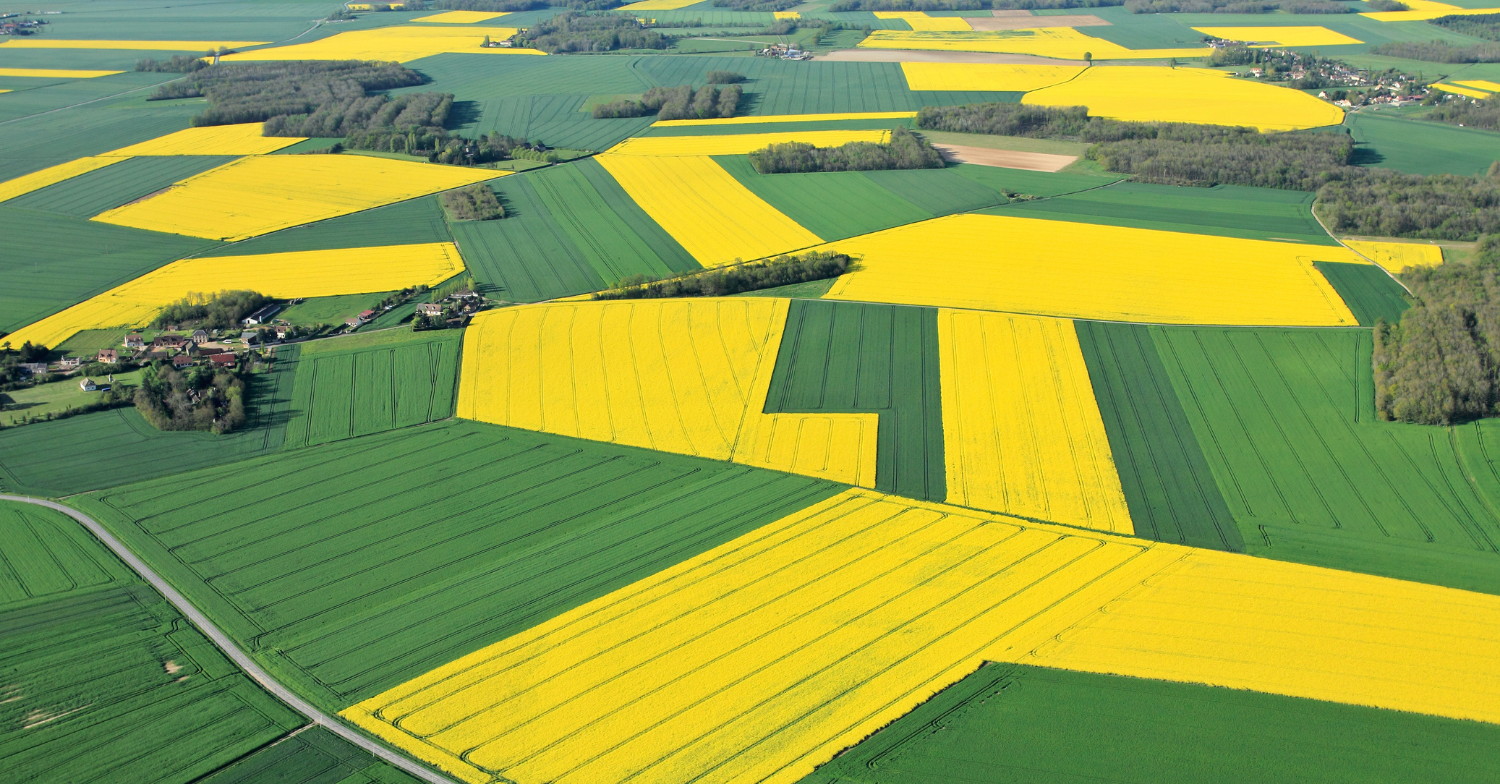 biodiesel market analysis week 25 2025