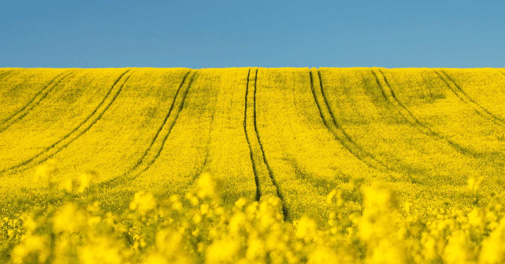 biodiesel market analysis week 27 2025 2