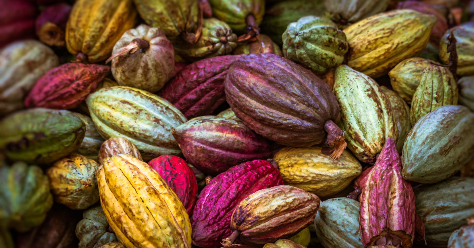 cocoa market analysis week 24 2025