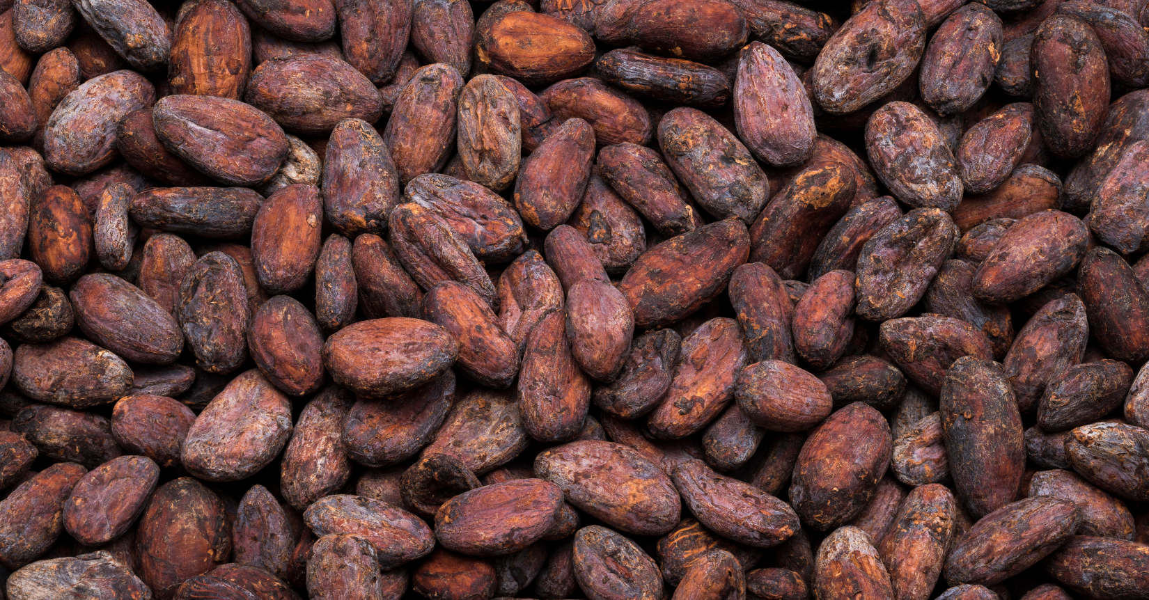 cocoa market analysis week 25 2025