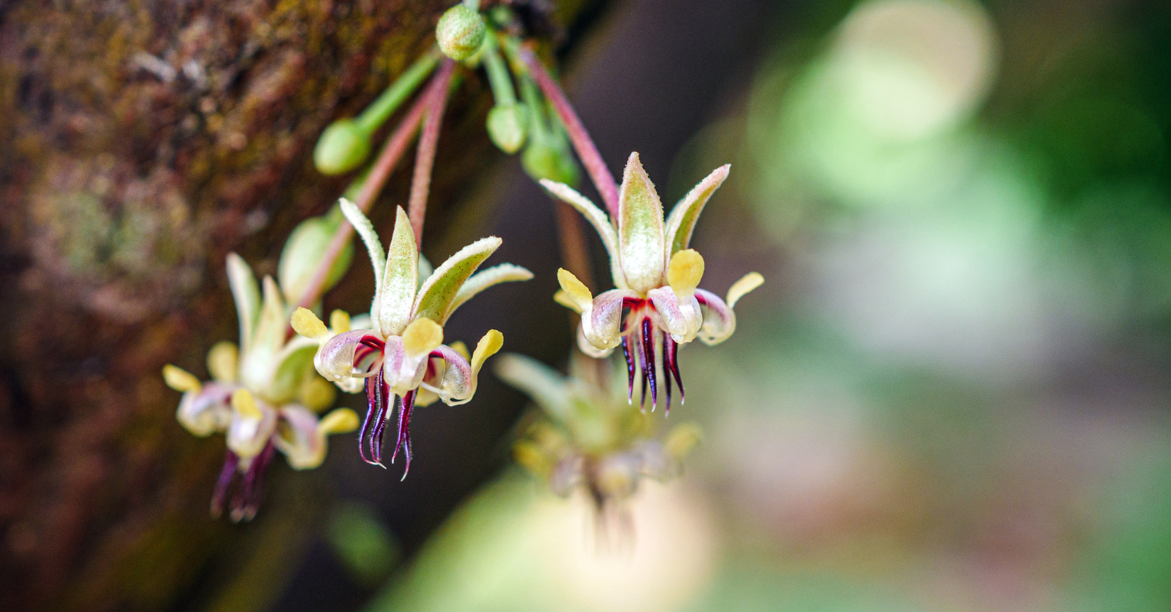cocoa market analysis week 26 2025