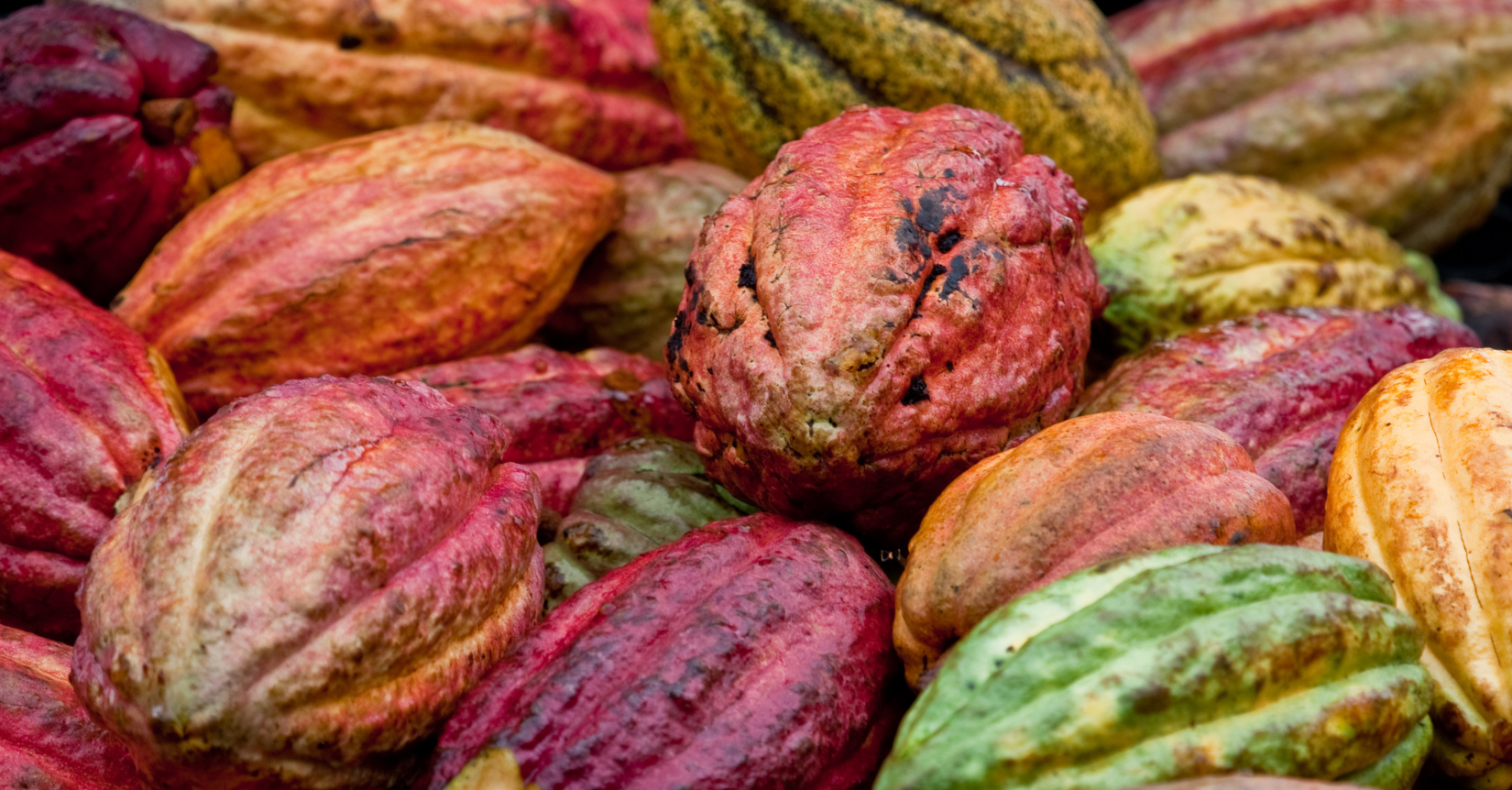 cocoa market analysis week 37