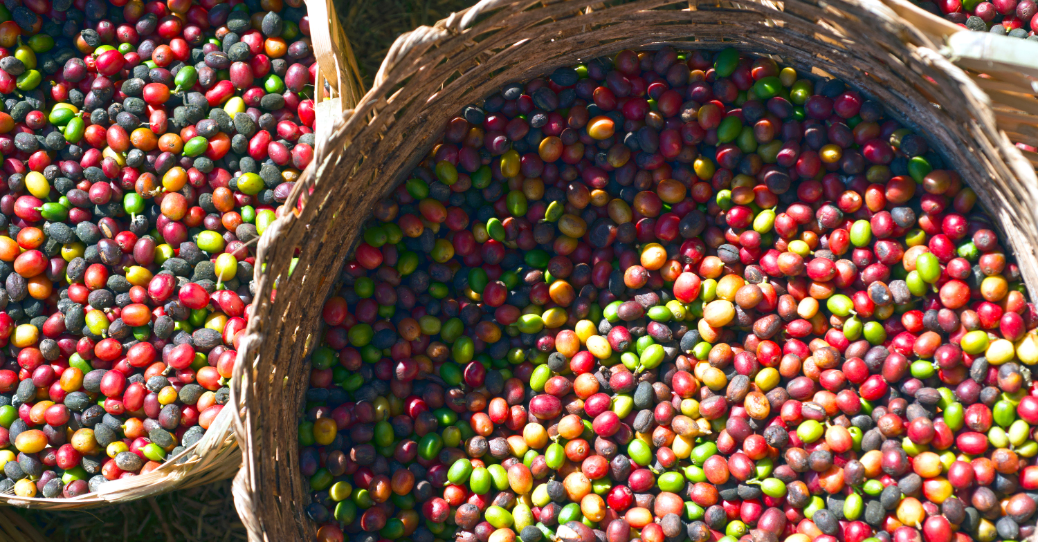 coffee market analysis week 26 2025