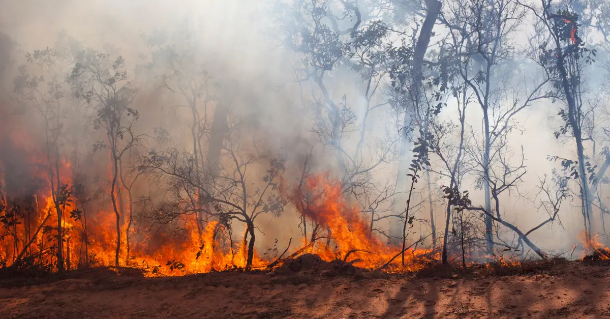 forest fire brazil sugar