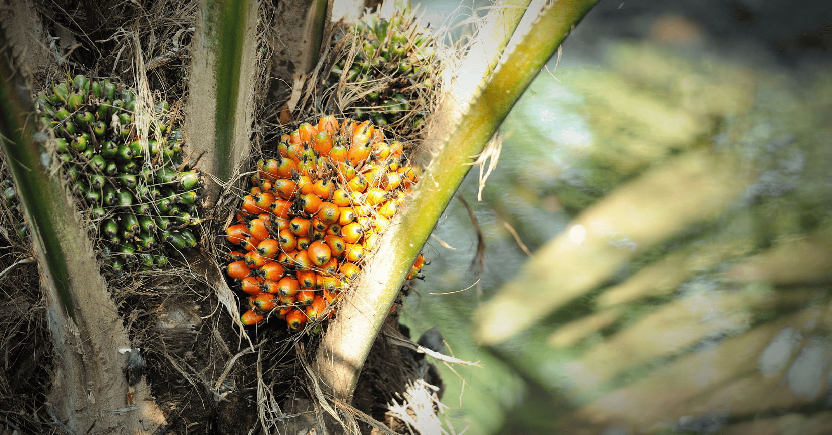 oils and fats market analysis week 28 2025