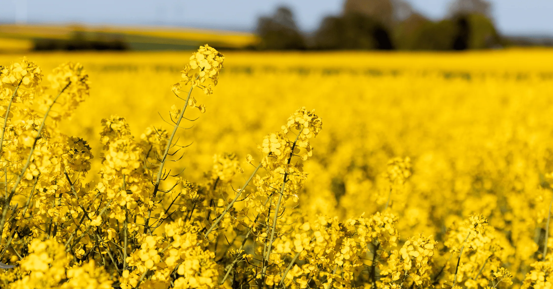 oilseeds news article week 51