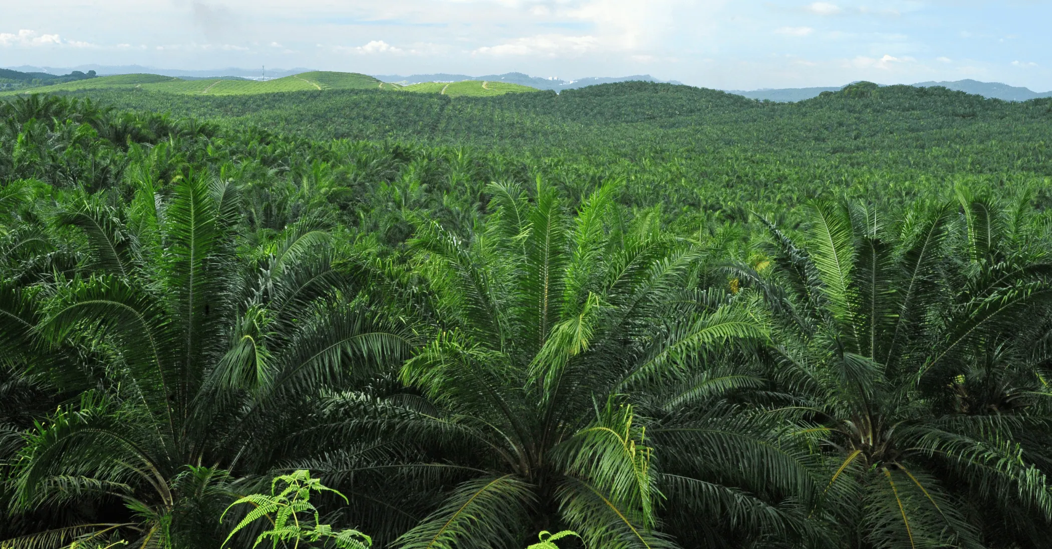 palm oil news article week 3