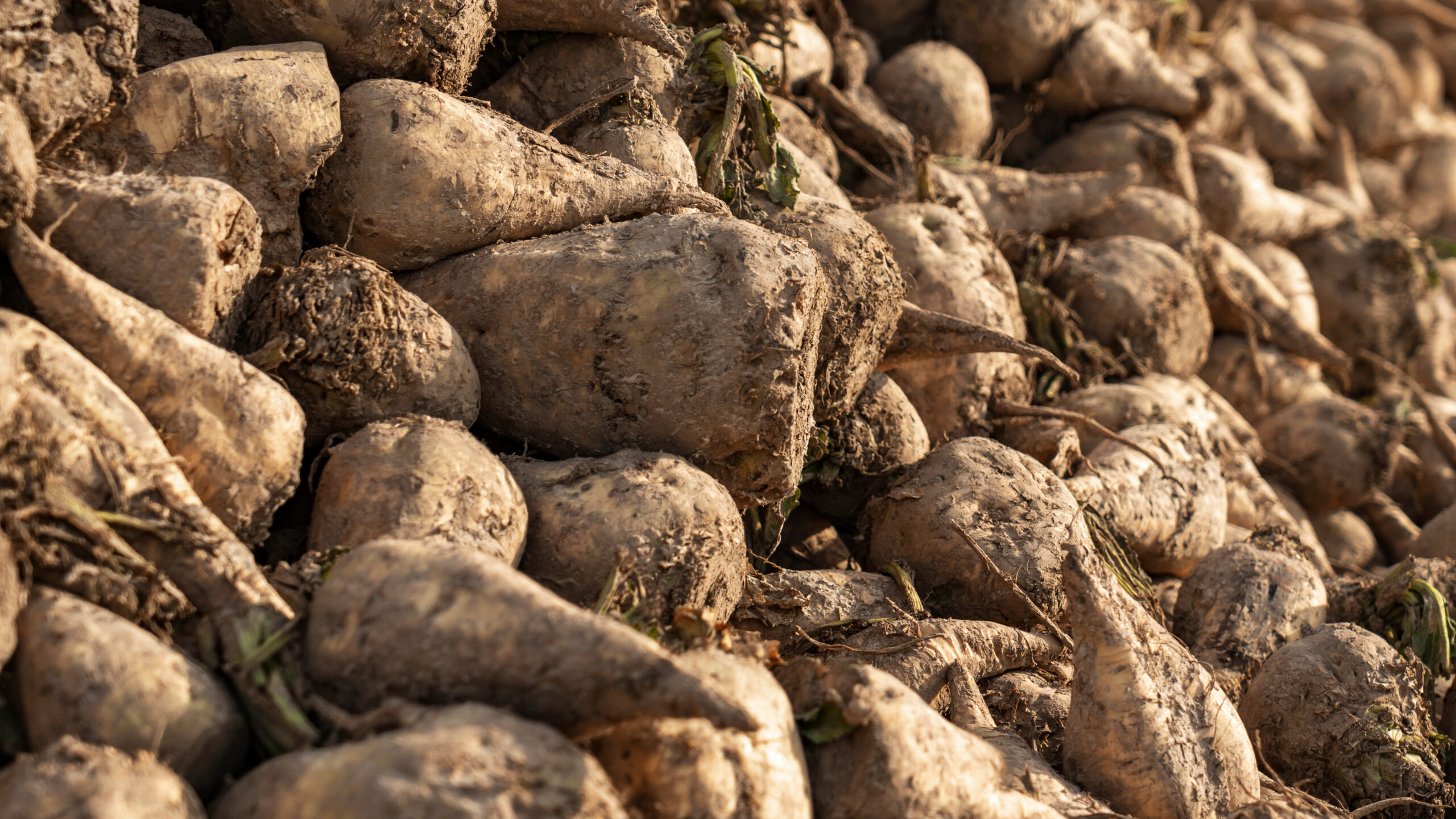 procurement sugar buyers guide 2025