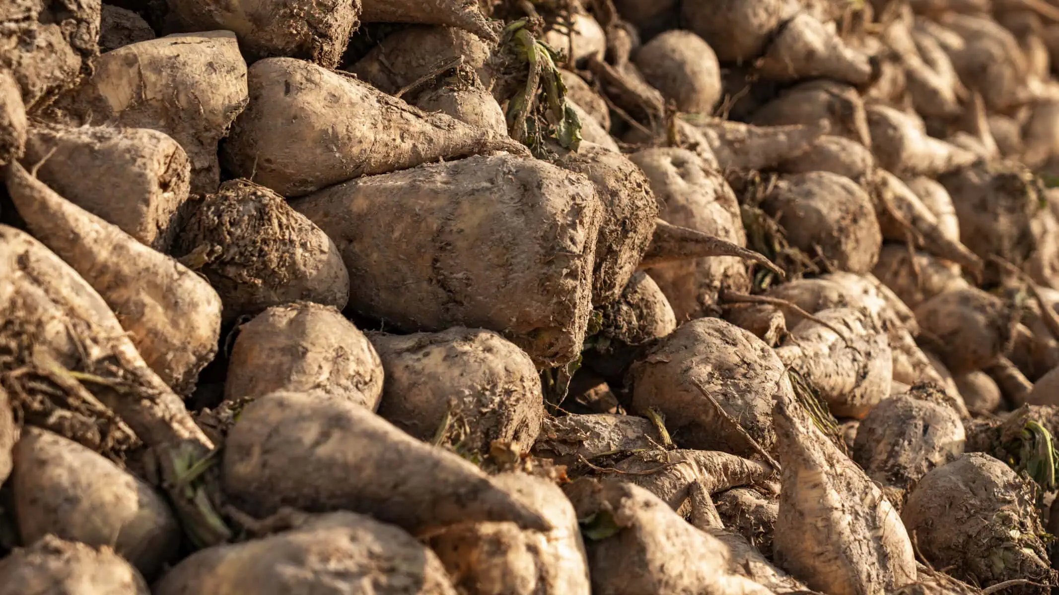 procurement sugar buyers guide 2025