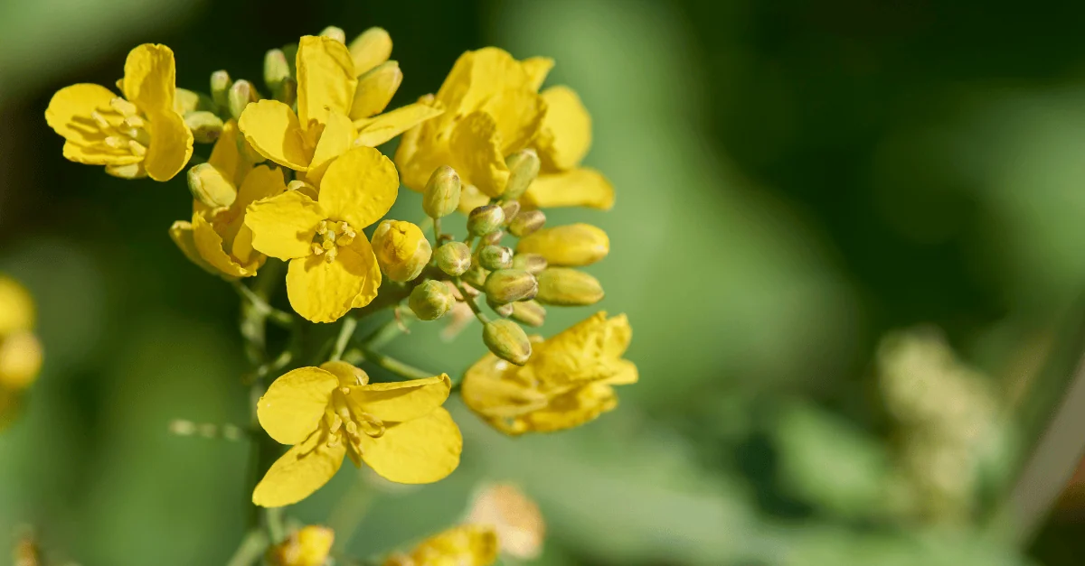 rapeseed canola prices