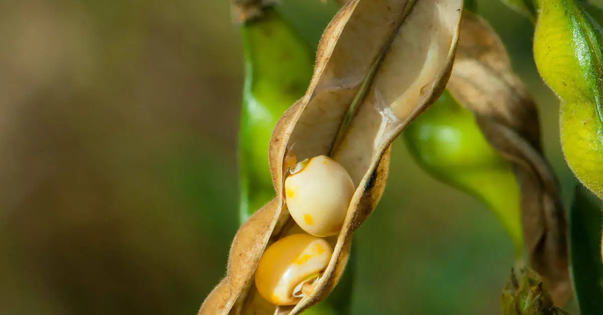 soybean market prices