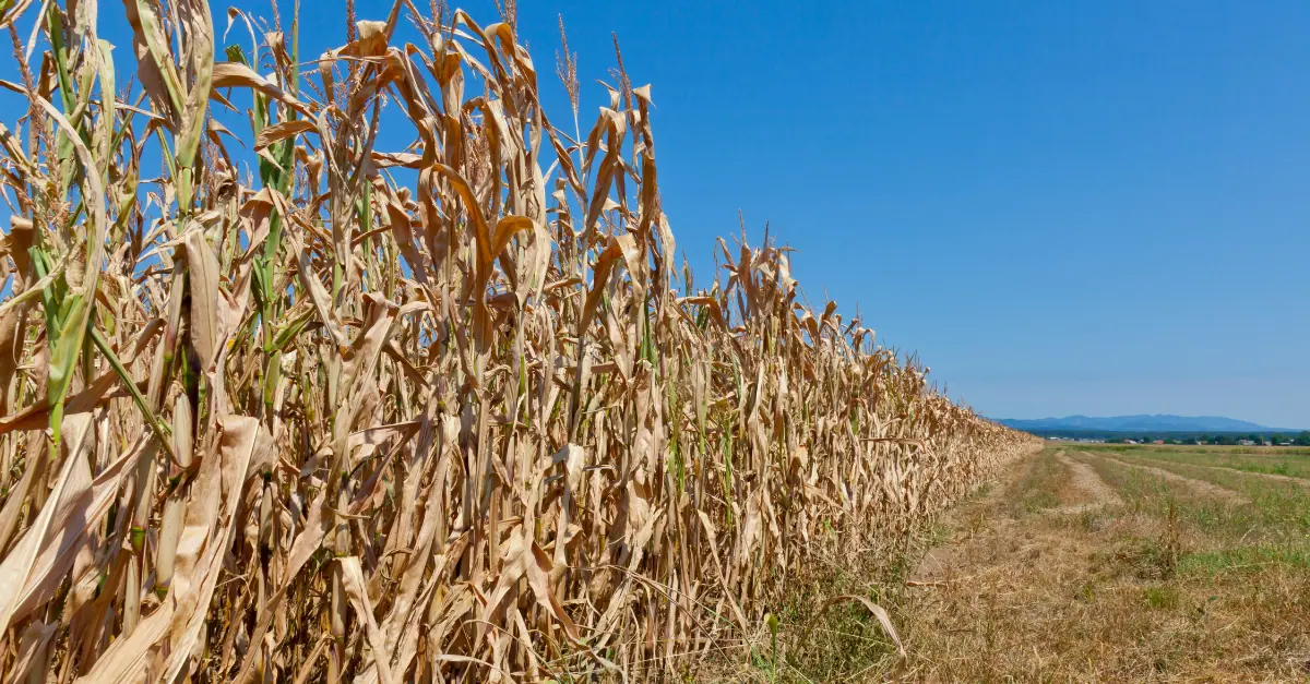 sugar cane drought