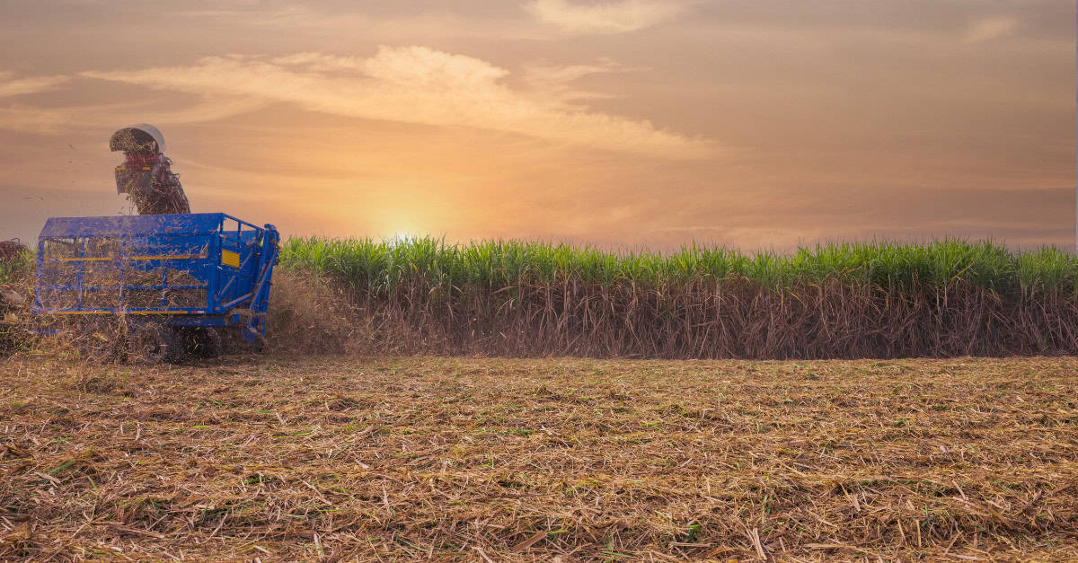 sugar harvest