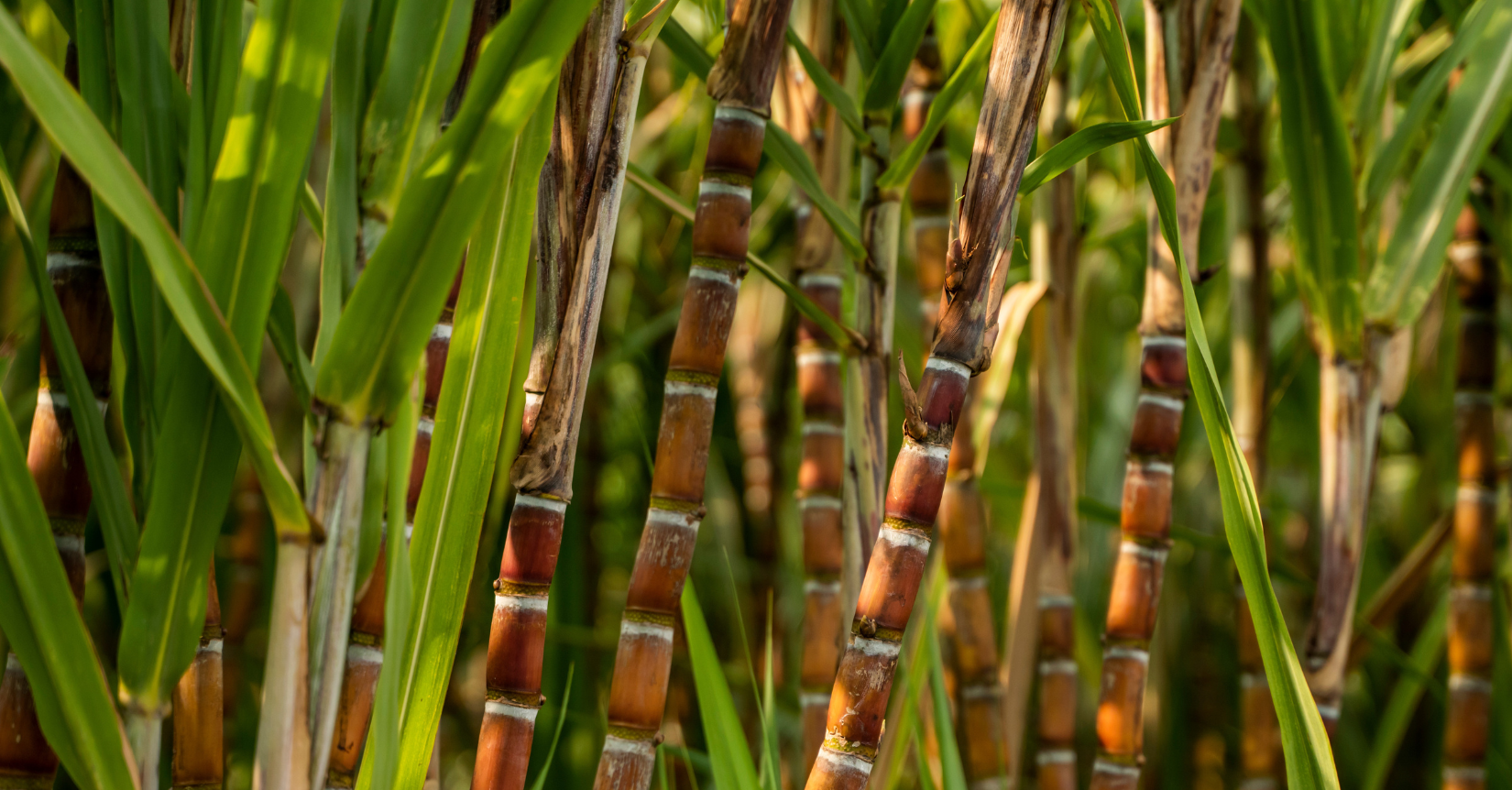 sugar market analysis week 24 2025