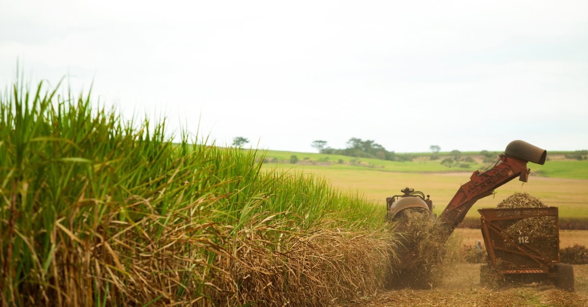 sugar price