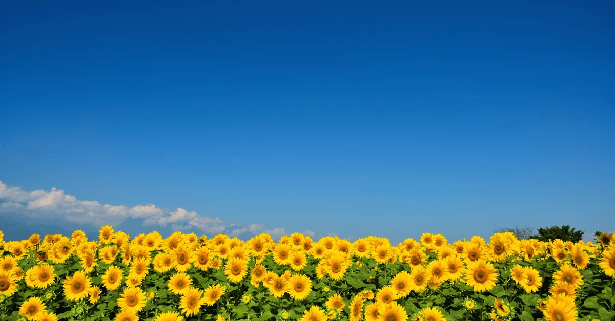 sunflower oil prices