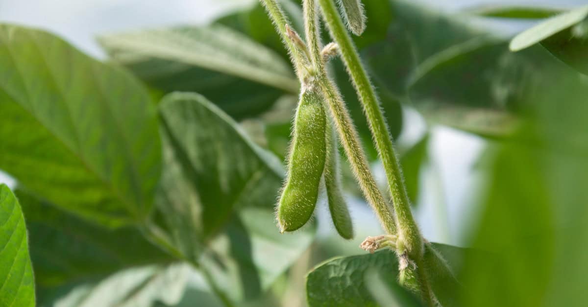 soybean price forecasts