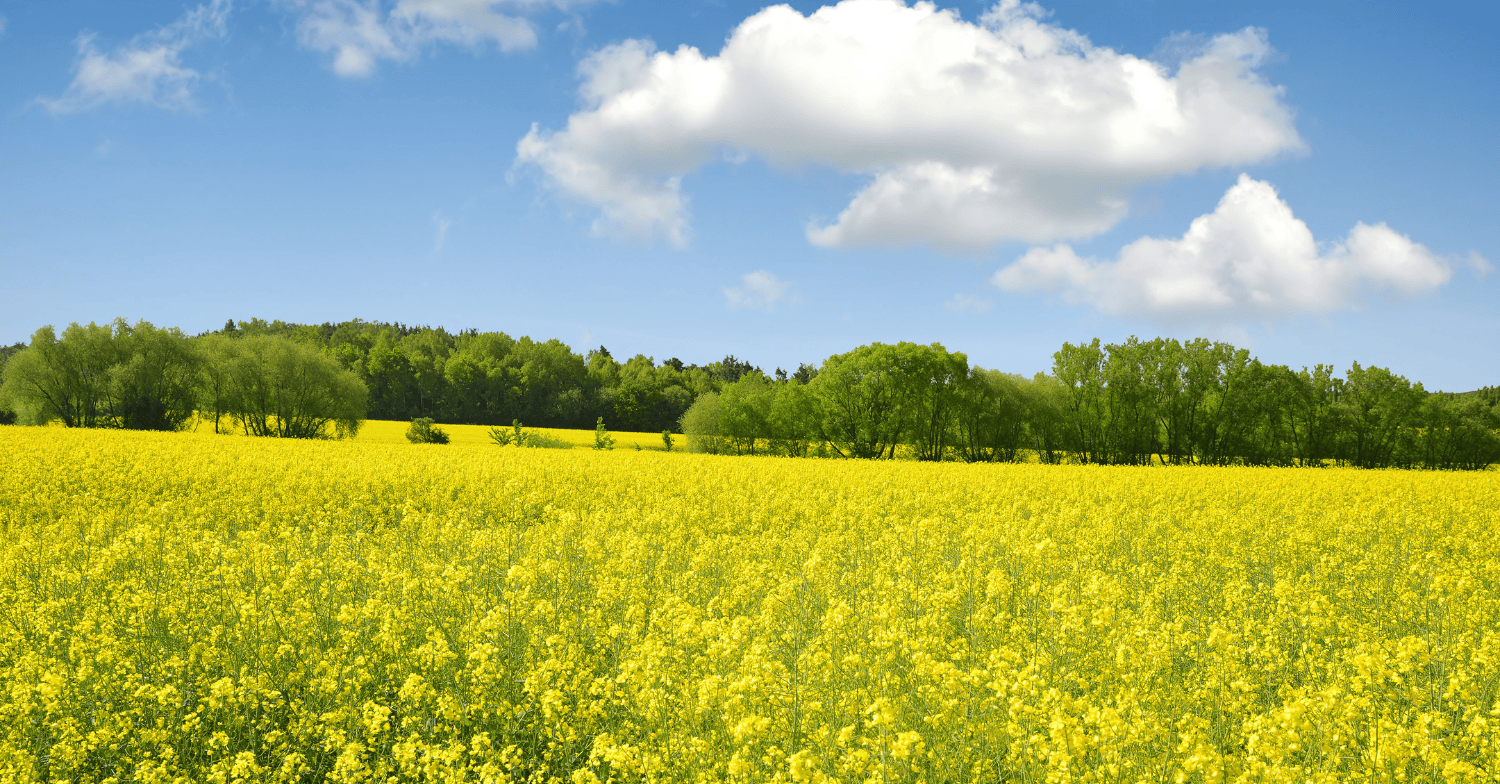 week 28 biodiesel market analysis