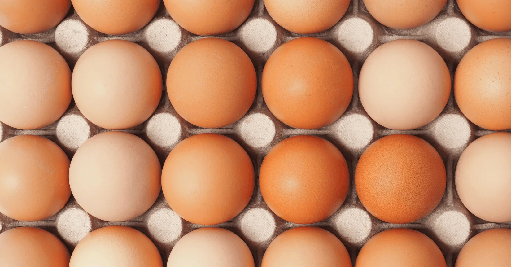 week 28 egg market analysis