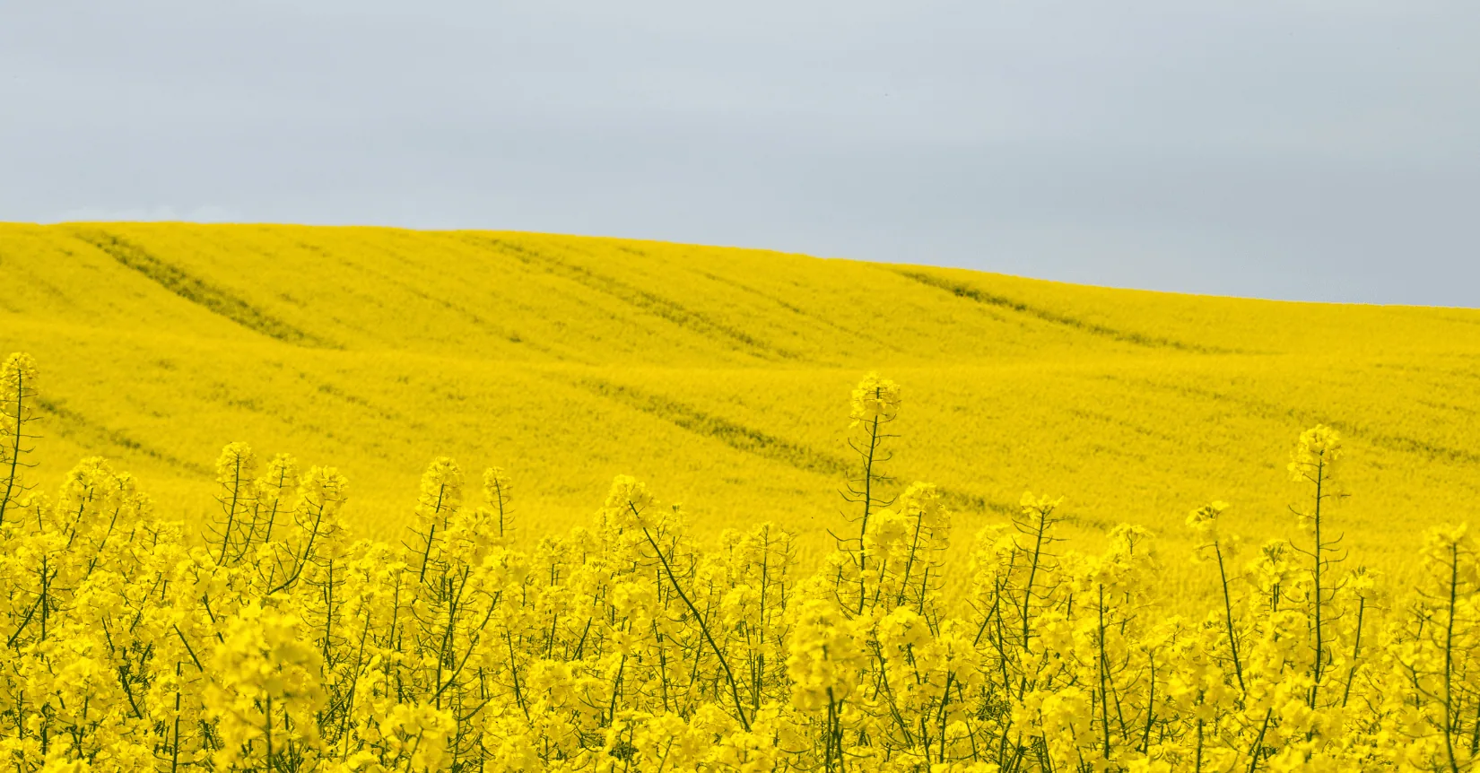 week 29 oils and fats market analysis